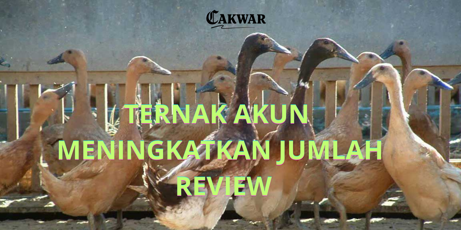 Fenomena Pelaku Usaha Ternak Akun Demi Review Google My Business: Efek Logaritma Google yang Bikin Panik