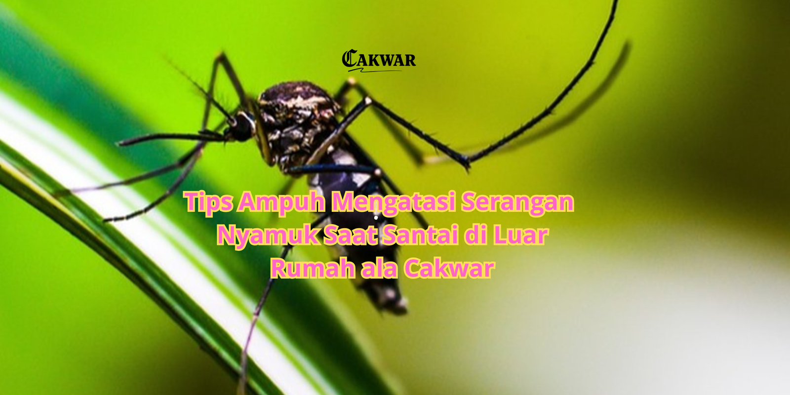 Tips Ampuh Mengatasi Serangan Nyamuk Saat Santai di Luar Rumah ala Cakwar