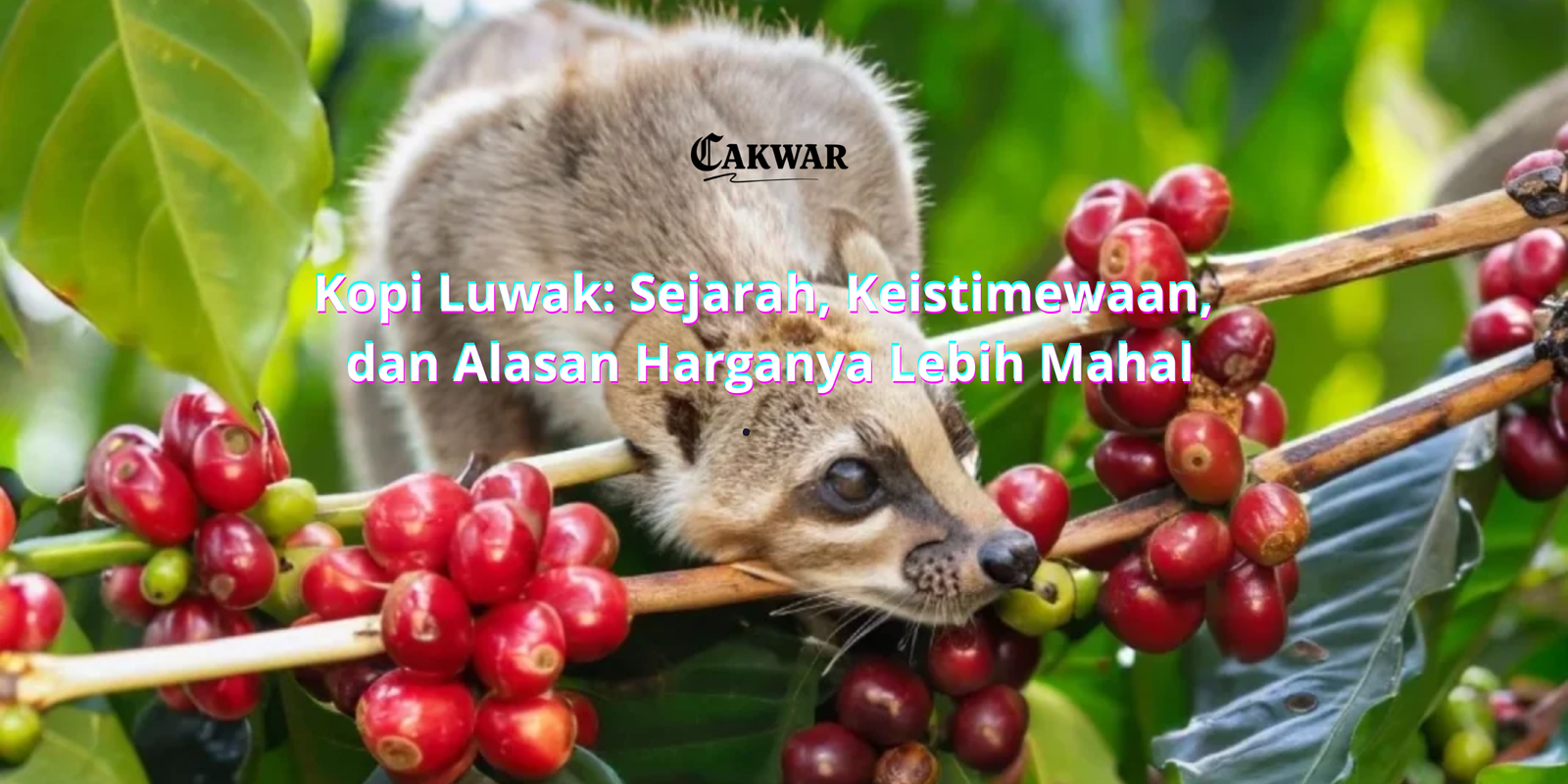 Kopi Luwak: Sejarah, Keistimewaan, dan Alasan Harganya Lebih Mahal