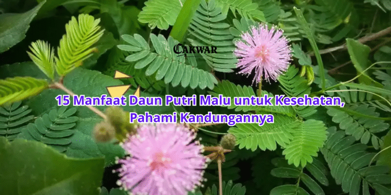 15 Manfaat Daun Putri Malu untuk Kesehatan, Pahami Kandungannya