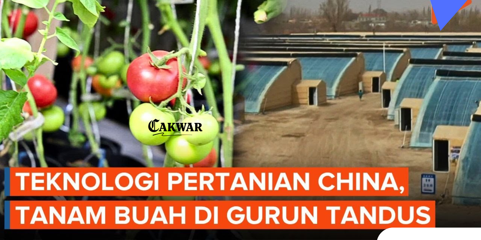 Wanita Muda China Ubah Gurun Taklimakan Jadi Lahan Subur dengan Teknologi Modern