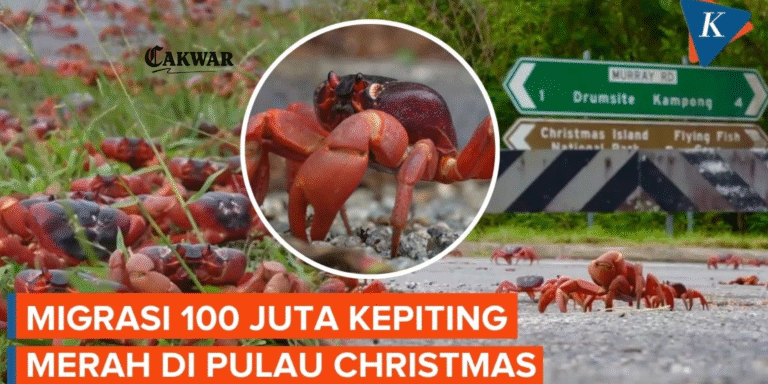 Migrasi Kepiting Merah Pulau Christmas 2025: Fenomena Alam Menakjubkan yang Menarik Wisatawan Dunia