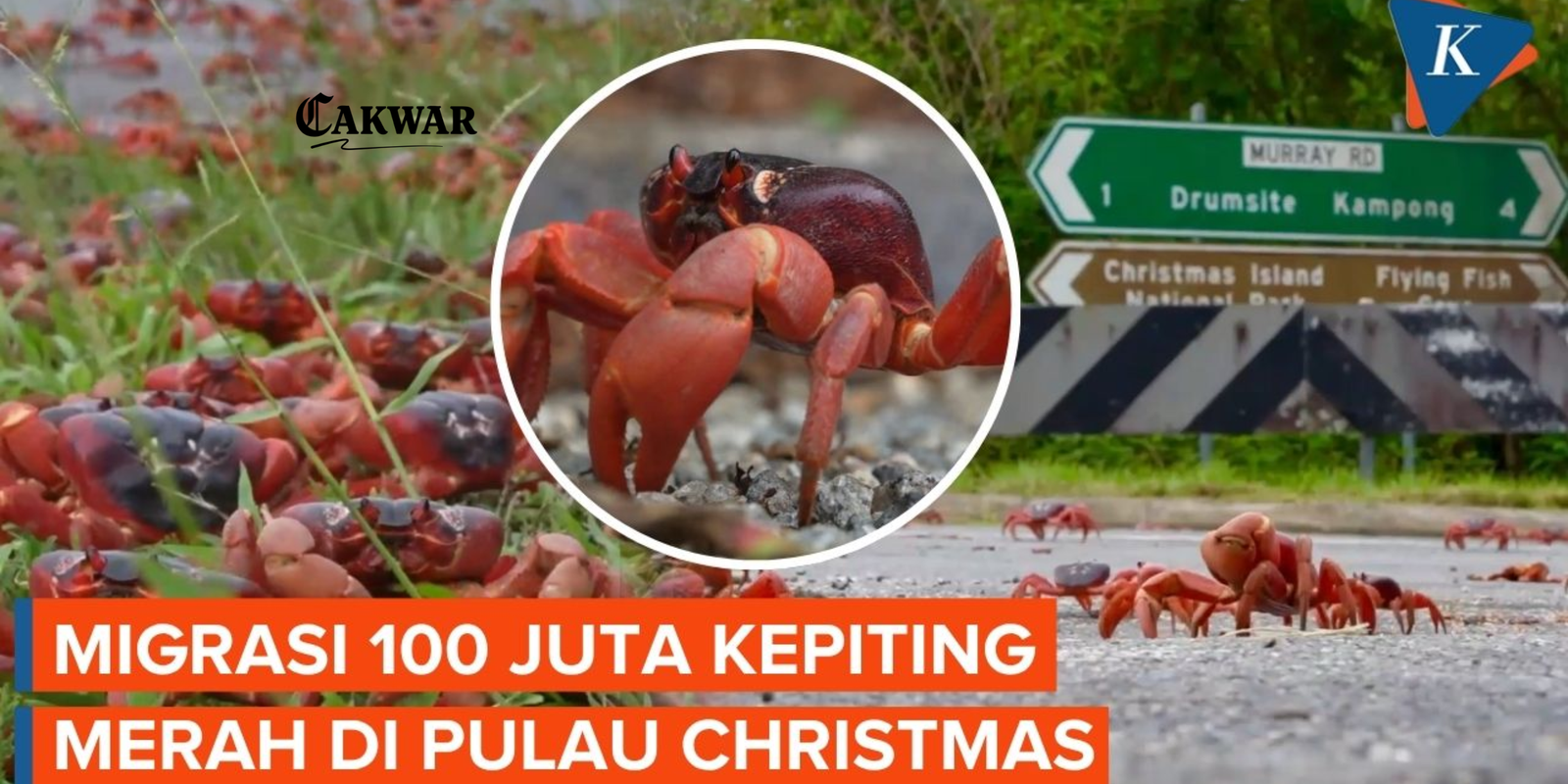 Migrasi Kepiting Merah Pulau Christmas 2025: Fenomena Alam Menakjubkan yang Menarik Wisatawan Dunia