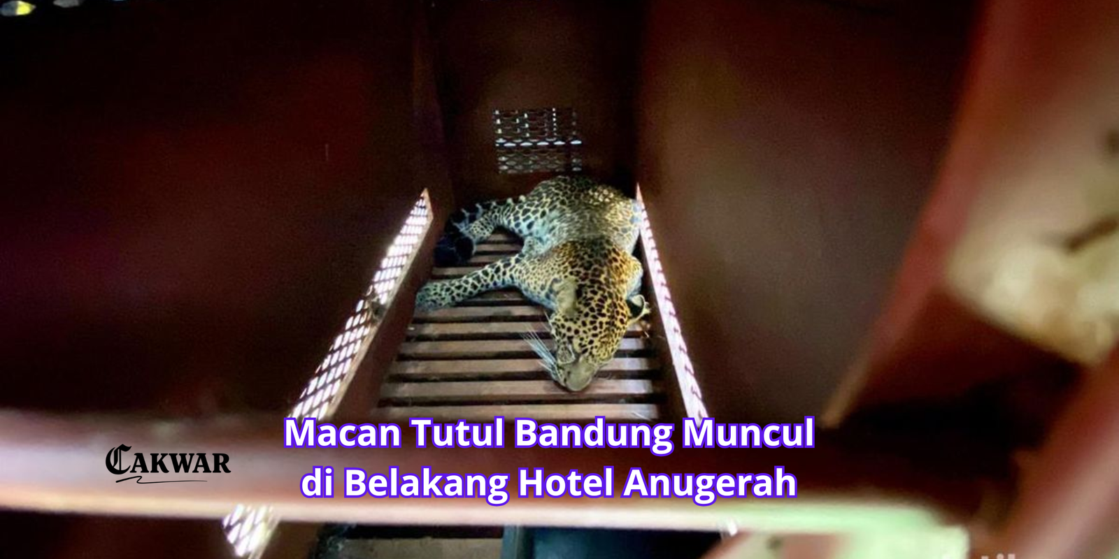 Macan Tutul Bandung Muncul di Belakang Hotel Anugerah