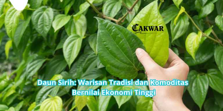 Daun Sirih: Warisan Tradisi dan Komoditas Bernilai Ekonomi Tinggi