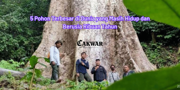 5 Pohon Terbesar di Dunia yang Masih Hidup dan Berusia Ribuan Tahun