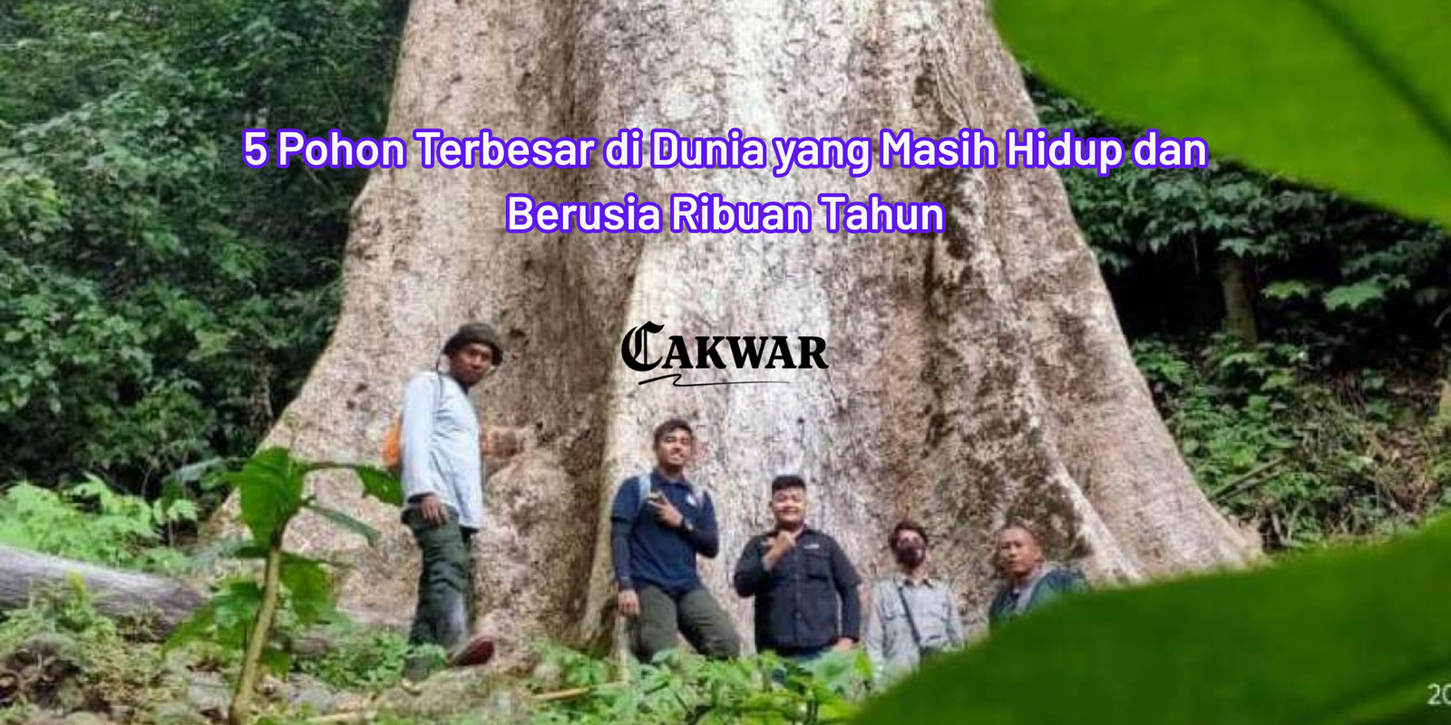 5 Pohon Terbesar di Dunia yang Masih Hidup dan Berusia Ribuan Tahun