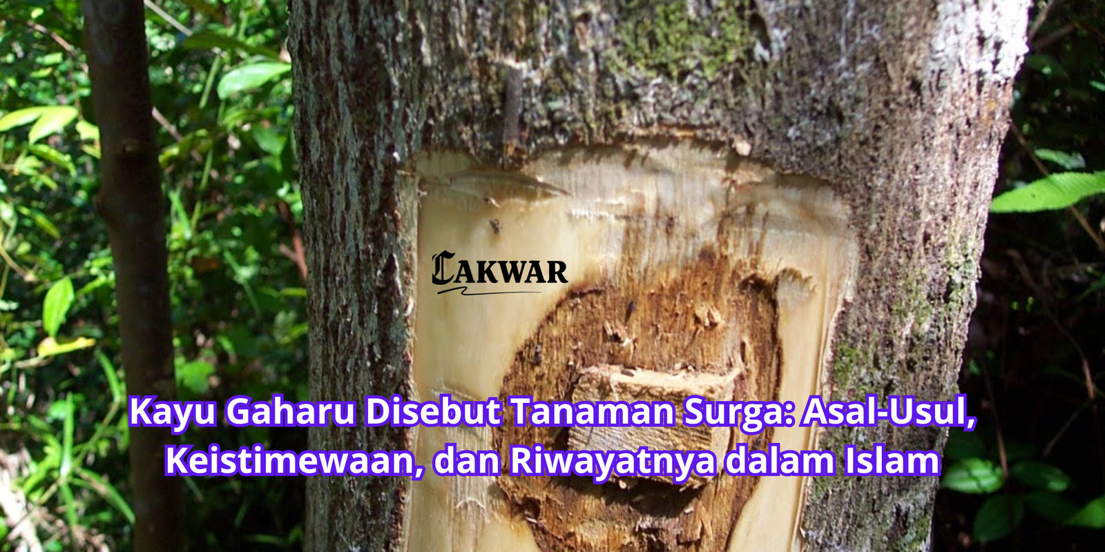 Kayu Gaharu Disebut Tanaman Surga: Asal-Usul, Keistimewaan, dan Riwayatnya dalam Islam