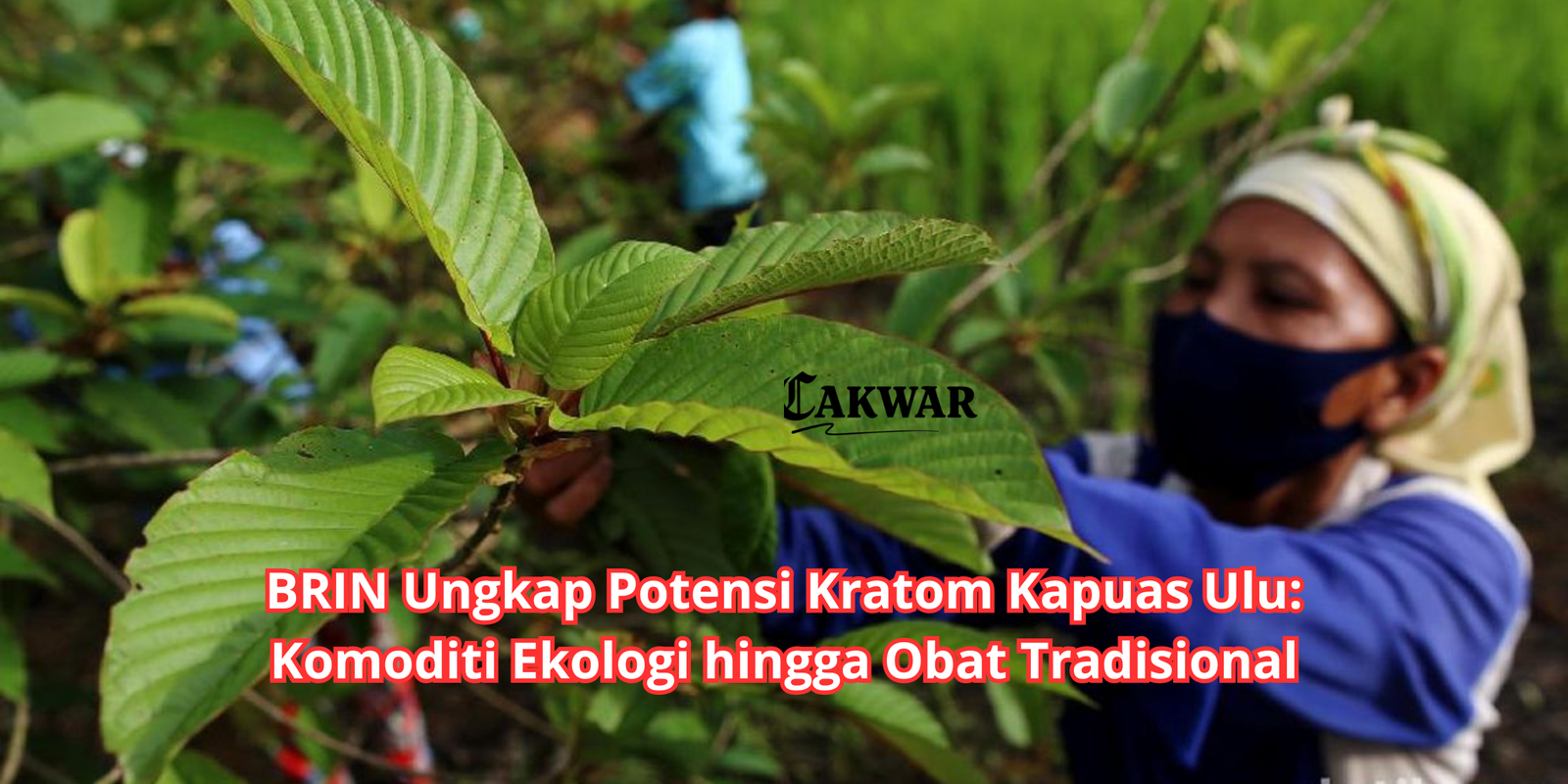 BRIN Ungkap Potensi Kratom Kapuas Ulu: Komoditi Ekologi hingga Obat Tradisional