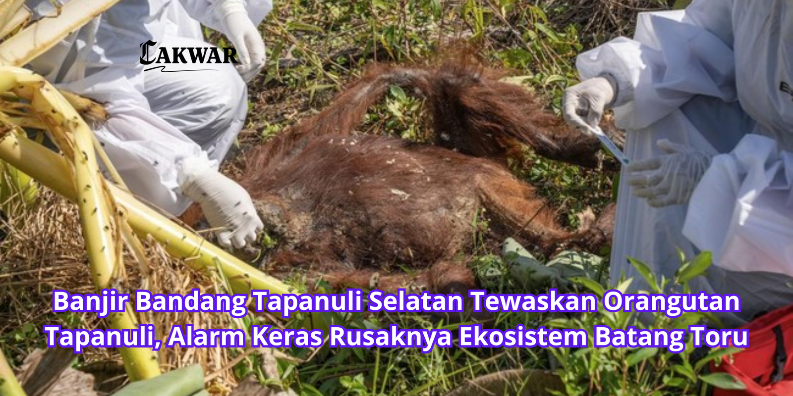 Banjir Bandang Tapanuli Selatan Tewaskan Orangutan Tapanuli, Alarm Keras Rusaknya Ekosistem Batang Toru