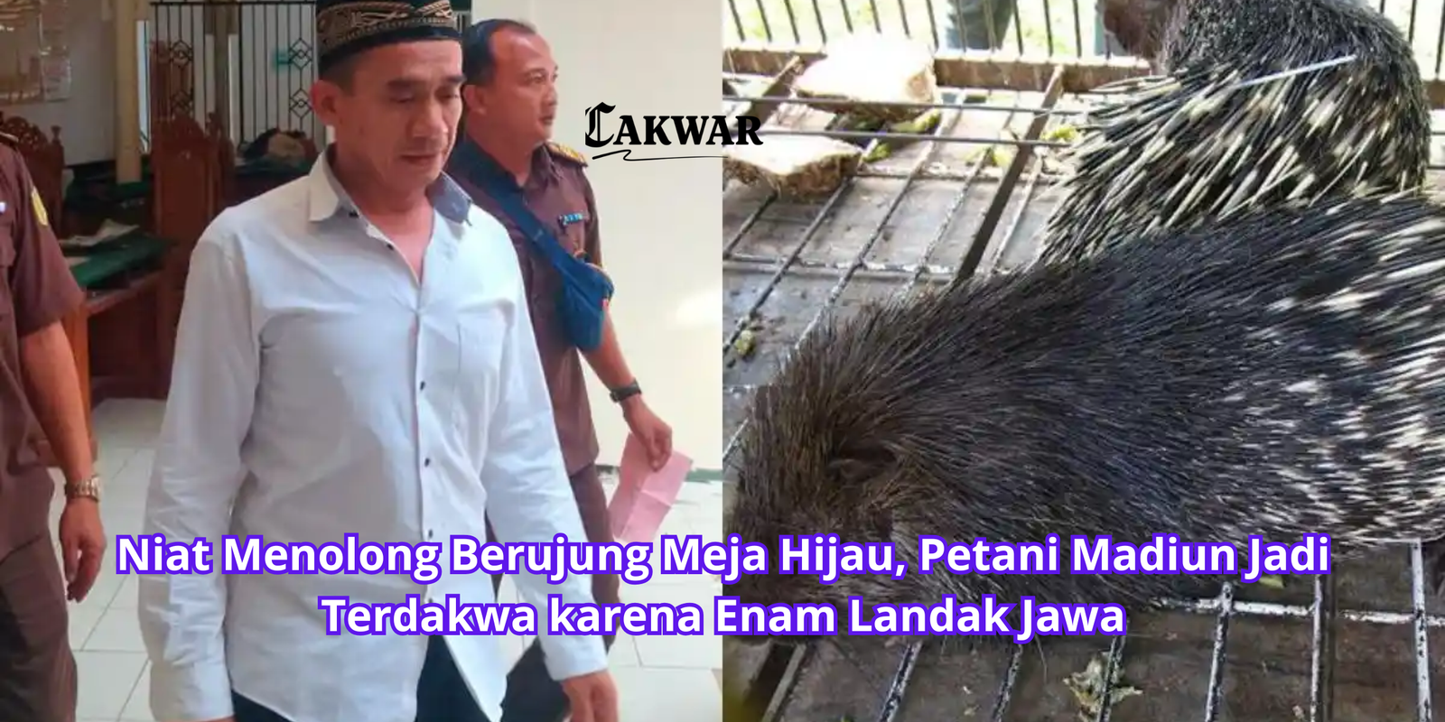 Niat Menolong Berujung Meja Hijau, Petani Madiun Jadi Terdakwa karena Enam Landak Jawa