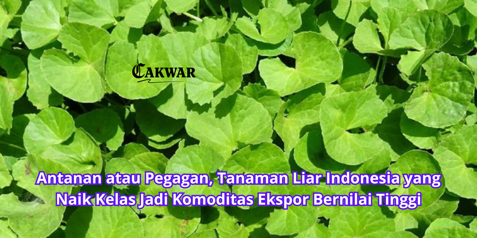 Antanan atau Pegagan, Tanaman Liar Indonesia yang Naik Kelas Jadi Komoditas Ekspor Bernilai Tinggi