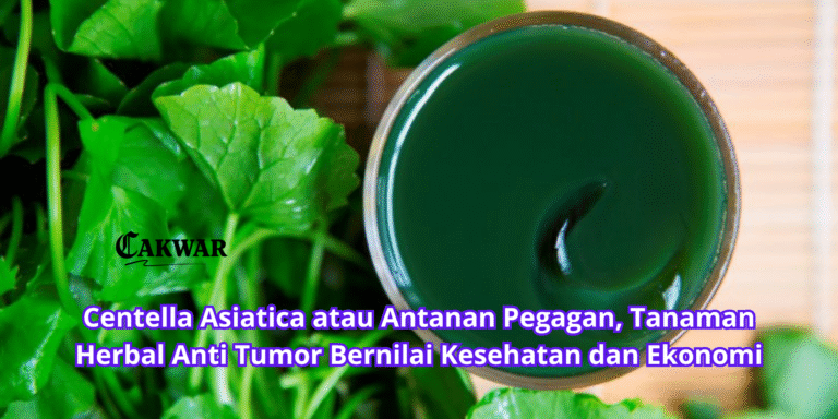 Centella Asiatica atau Antanan Pegagan, Tanaman Herbal Anti Tumor Bernilai Kesehatan dan Ekonomi