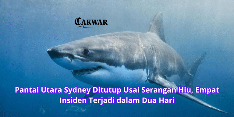 Pantai Utara Sydney Ditutup Usai Serangan Hiu, Empat Insiden Terjadi dalam Dua Hari