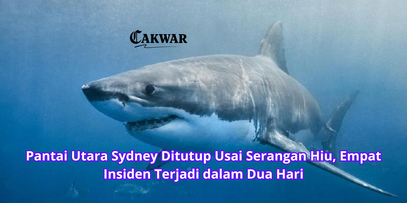 Pantai Utara Sydney Ditutup Usai Serangan Hiu, Empat Insiden Terjadi dalam Dua Hari