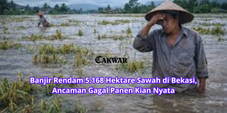 Banjir Rendam 5.168 Hektare Sawah di Bekasi, Ancaman Gagal Panen Kian Nyata