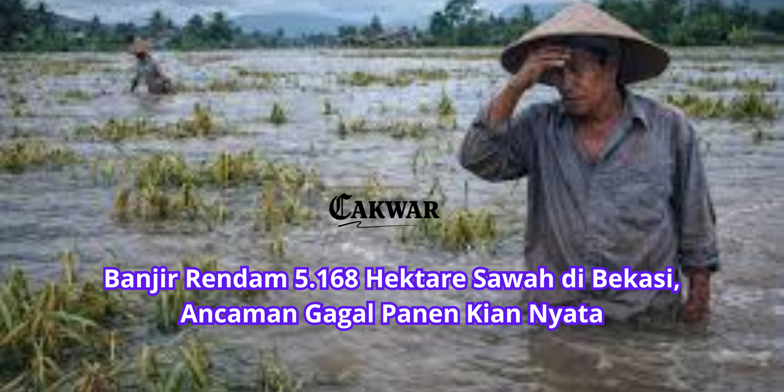 Banjir Rendam 5.168 Hektare Sawah di Bekasi, Ancaman Gagal Panen Kian Nyata