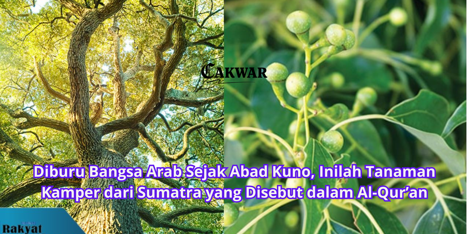 Diburu Bangsa Arab Sejak Abad Kuno, Inilah Tanaman Kamper dari Sumatra yang Disebut dalam Al-Qur’an