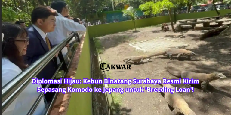 Diplomasi Hijau: Kebun Binatang Surabaya Resmi Kirim Sepasang Komodo ke Jepang untuk ‘Breeding Loan’!